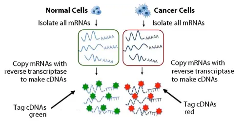 транскриптоміка