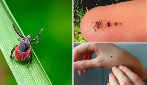 іксодові кліщі