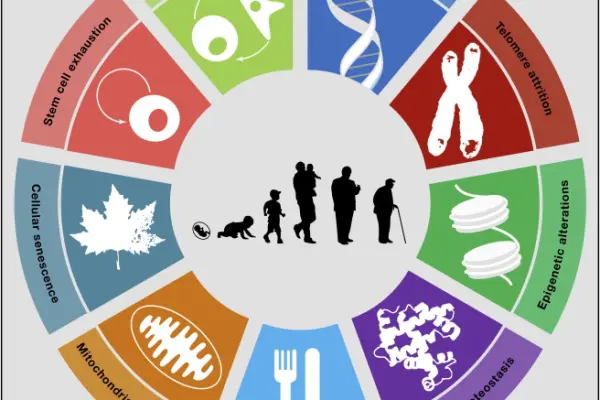 Калькулятор биологического возраста организма