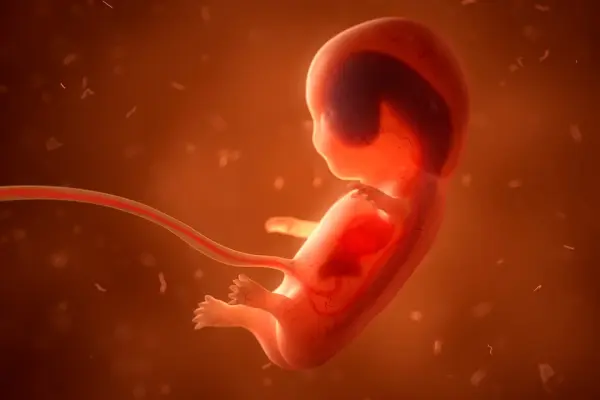 Вагітність після ЕКЗ: що відбувається по тижнях і до чого готуватися