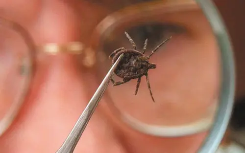 Результати діагностики кліщових інфекцій та інтерпретація