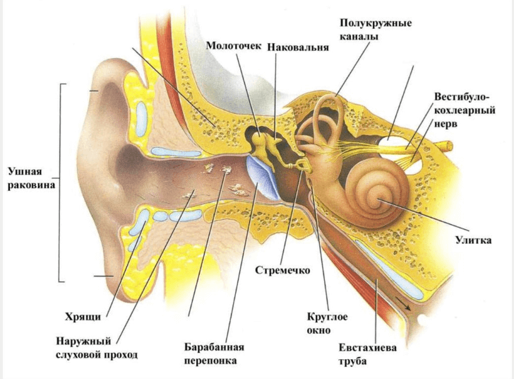 Механізм виникнення акустичної травми